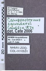 Etikette zu Campsosternus saundersi (NHMW-ZOO-COL-0010531)